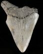 Partial, Megalodon Tooth #39973-1